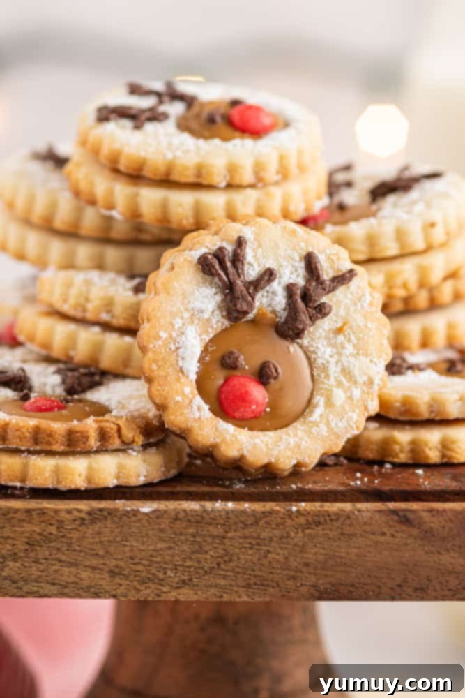 A festive display of several Reindeer Linzer Cookies, with one facing forward to highlight its Rudolph decoration.