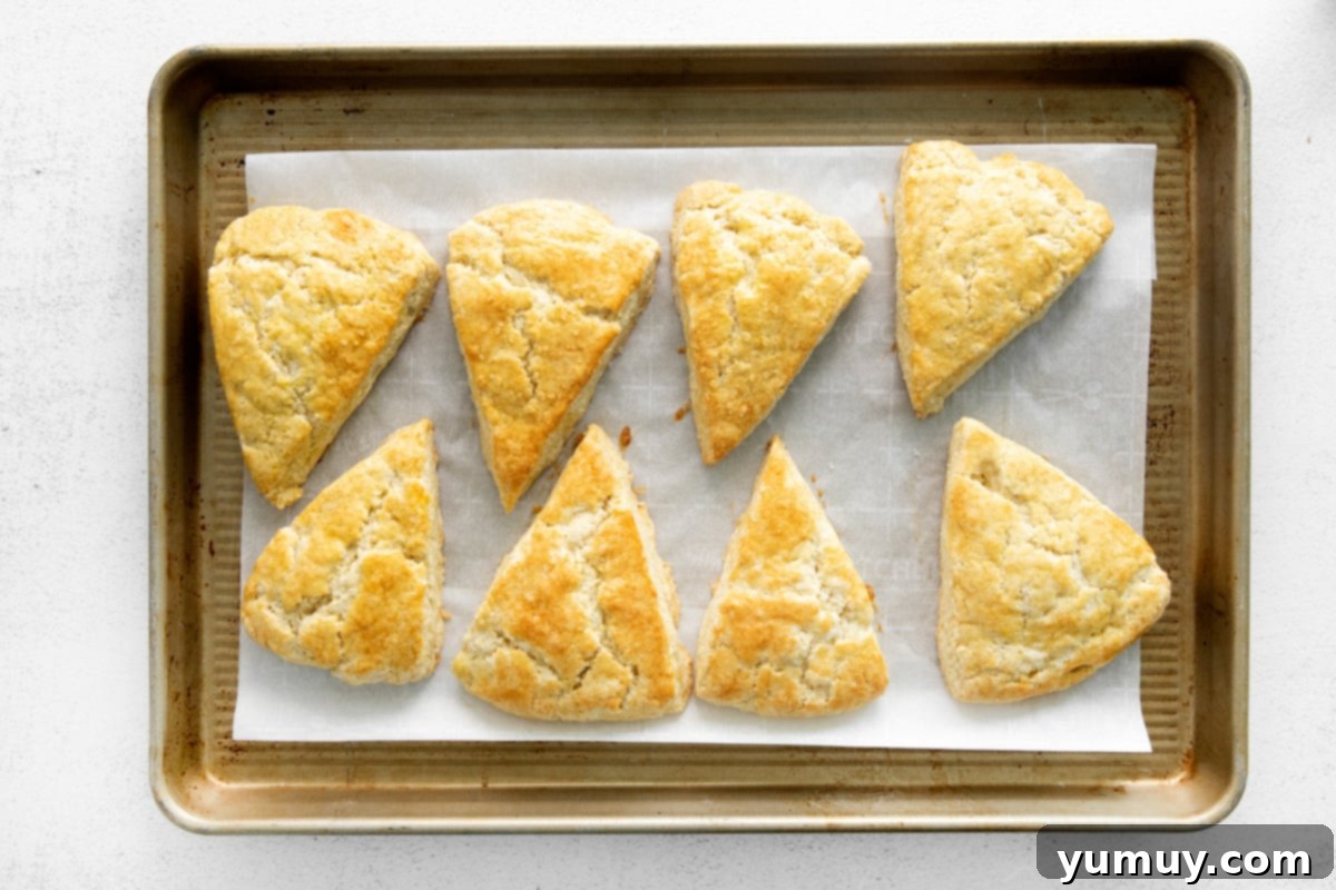 Fluffy Scones from Scratch 16 fresh baked scones lined up on a baking tray