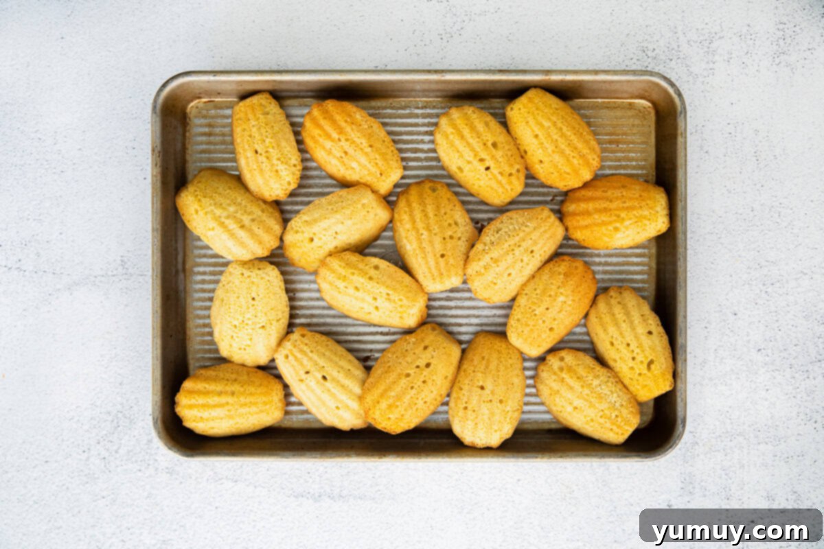 Delicate French Shell Cakes 15 baked madeleines on a baking sheet.