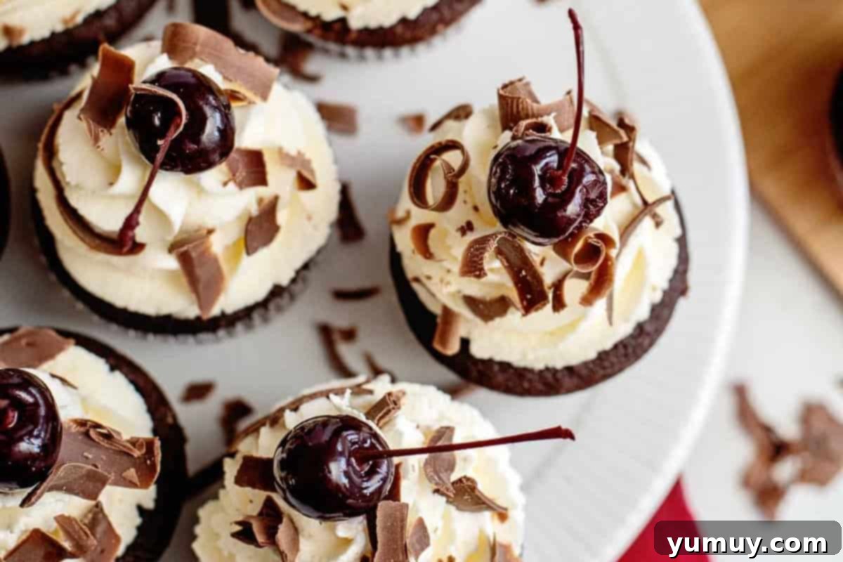 overhead view of black forest cupcakes topped with cherries and chocolate shavings on a white plate.