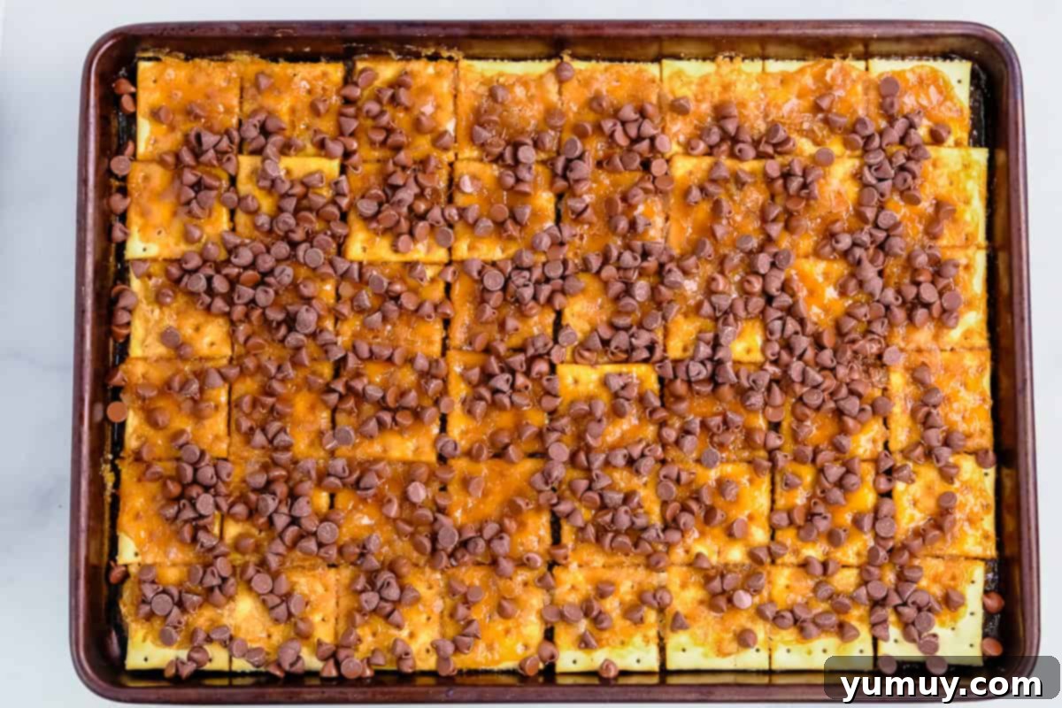 Yuletide Toffee Obsession 10 chocolate chips sprinkled over baked saltine cracker toffee on a baking sheet.